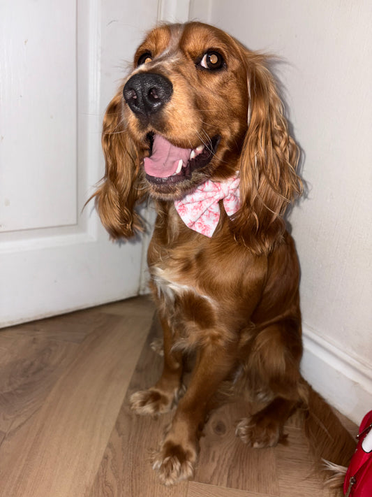 PREORDER Red Toile Christmas Dog/Cat Collar Bow