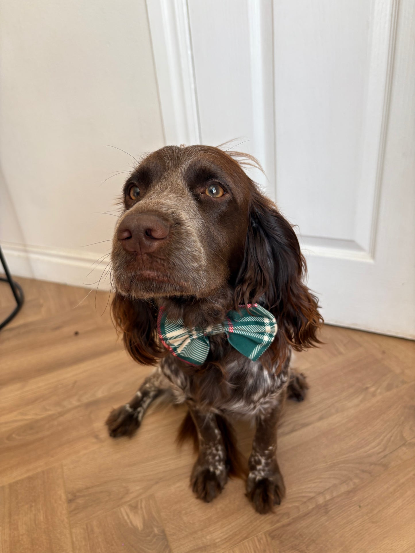 PREORDER Green Tartan Cat/Dog Collar Bow